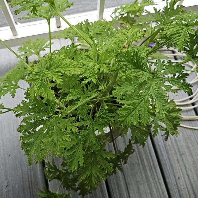 Photo of the plant species Citronella silvatica by @WillSedum50 named Sherlock on Greg, the plant care app