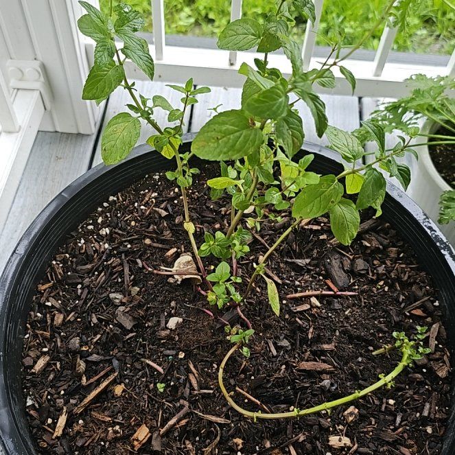 Photo of the plant species Chocolate Mint by @WillSedum50 named Chocolate Mint- front on Greg, the plant care app