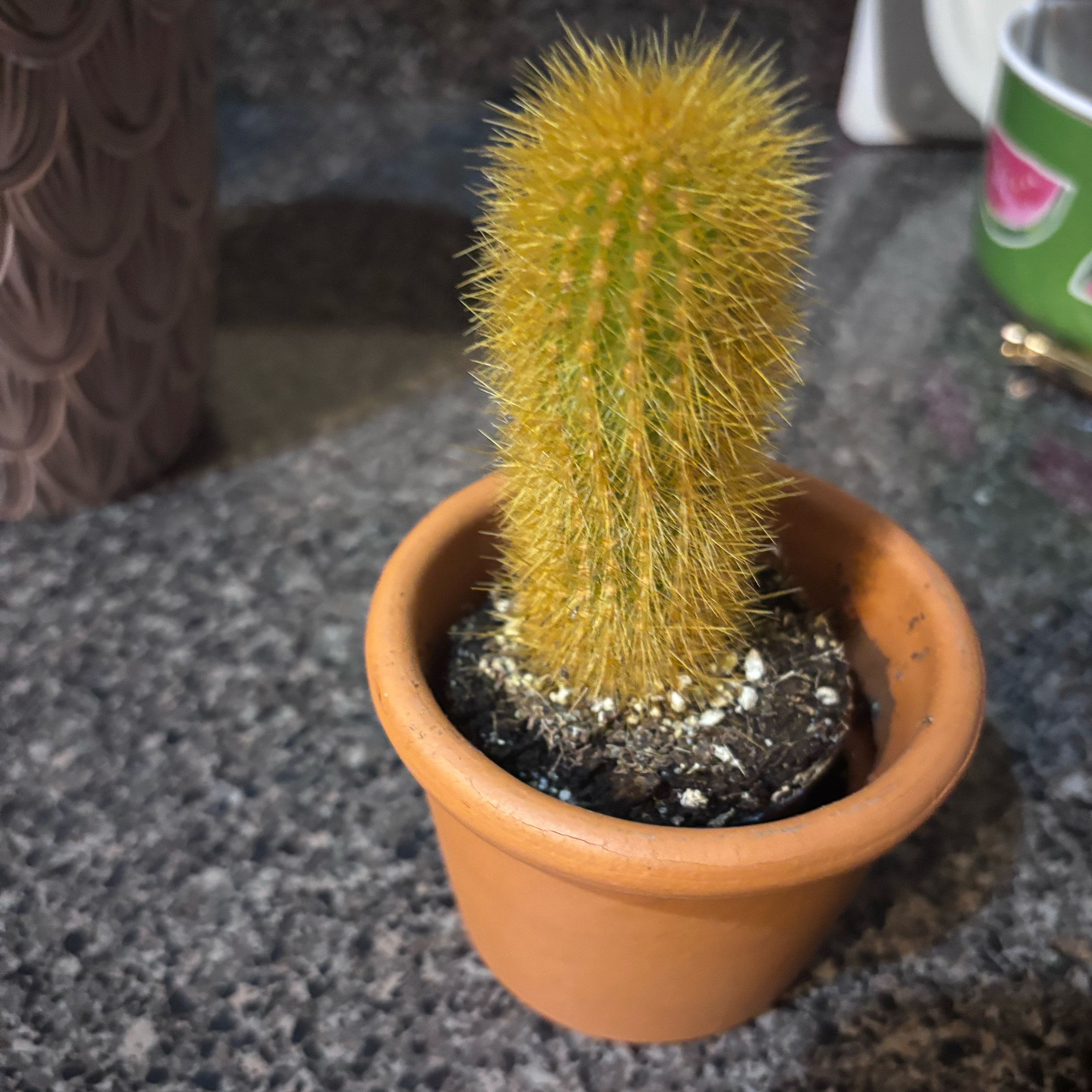 Photo of the plant species Bergerocactus Emoryi by @BetterTule44 named Bigleef Smalls on Greg, the plant care app
