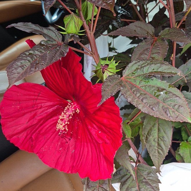 Photo of the plant species Hibiscus Moscheutos by @FunBucaneve52 named Prince on Greg, the plant care app