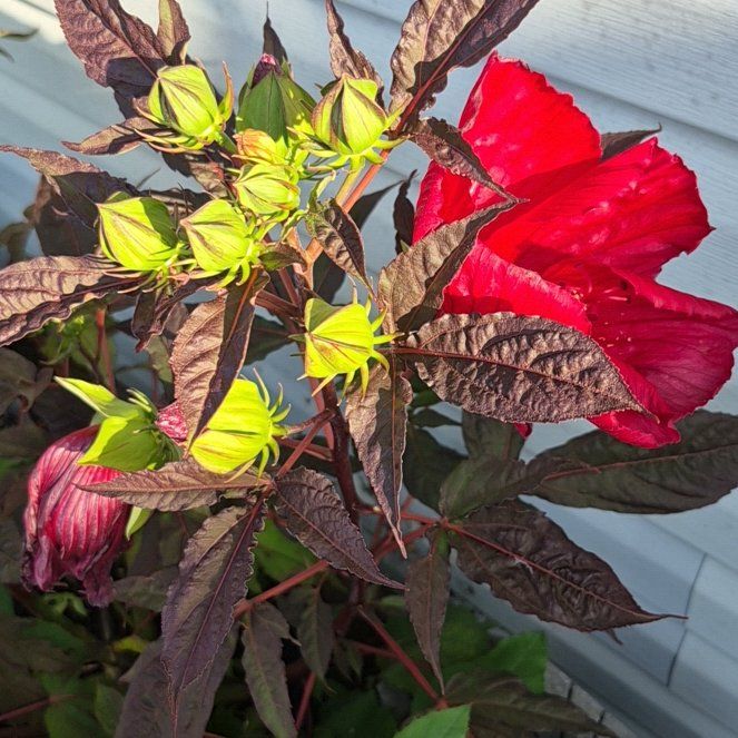Photo of the plant species Hibiscus Moscheutos by @FunBucaneve52 named Clooney on Greg, the plant care app