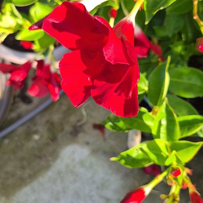 Photo of the plant species Violet Allamanda by @FunBucaneve52 named ChloroPhil on Greg, the plant care app