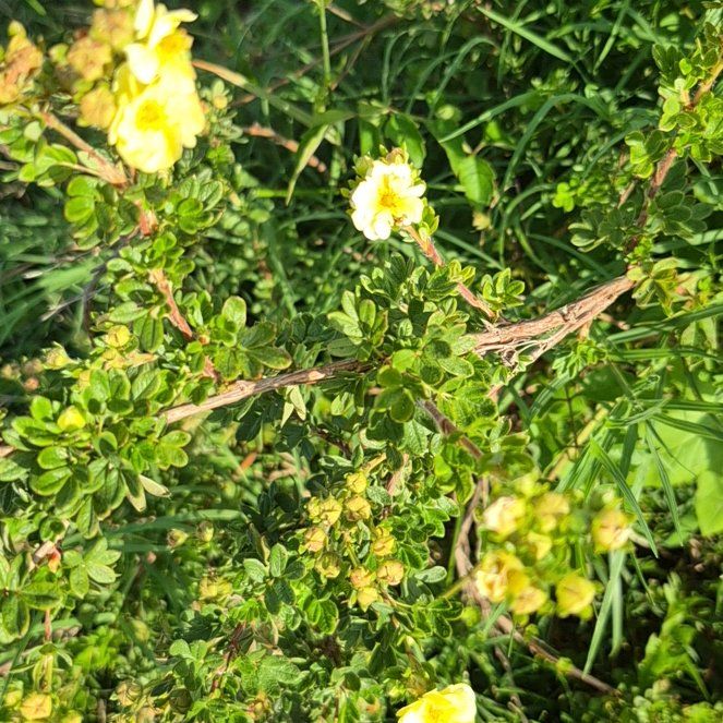 Photo of the plant species Widdy by @FunBucaneve52 named Spike Leaves on Greg, the plant care app