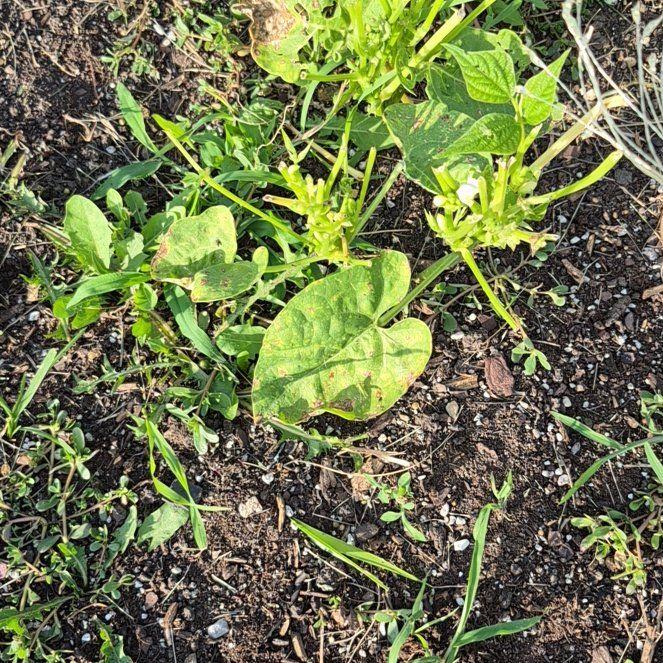 Photo of the plant species Melon by @FunBucaneve52 named Hemingway on Greg, the plant care app