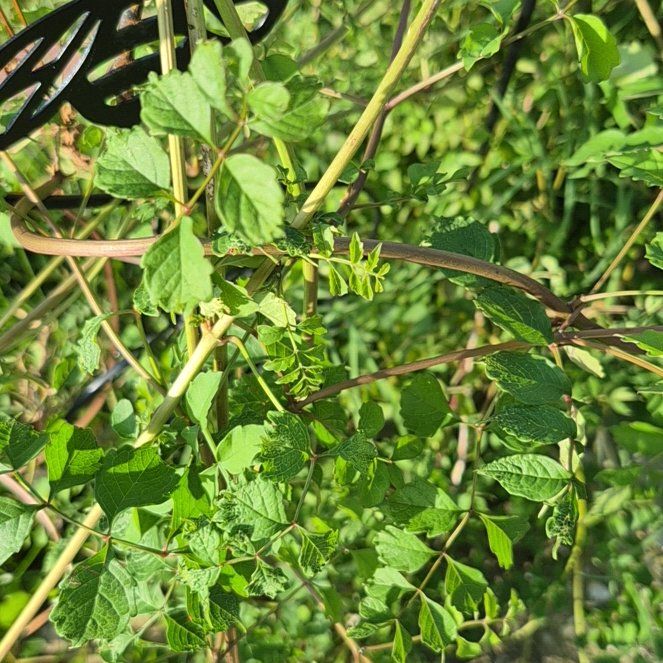 Photo of the plant species Multiflora Rose by @FunBucaneve52 named Sir Plancelot on Greg, the plant care app