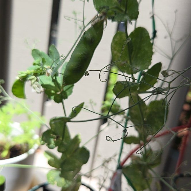 Photo of the plant species Peas by @ProactiveOrpine named Pee pea on Greg, the plant care app