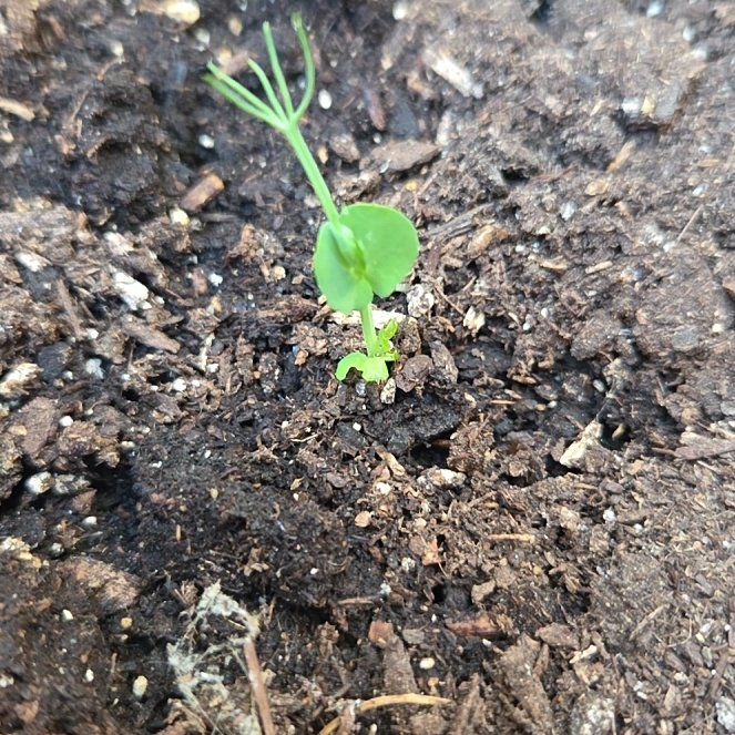 Photo of the plant species Peas by @ProactiveOrpine named Lola on Greg, the plant care app