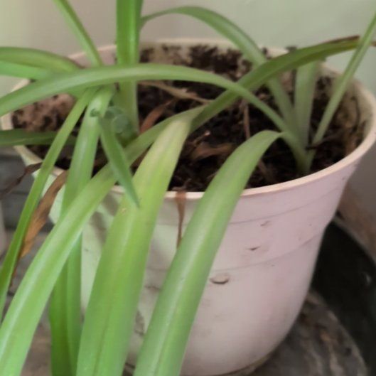 Photo of the plant species Onion Weed by @PreciousBokchoi named Sage on Greg, the plant care app