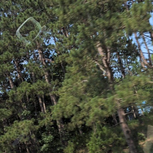 Photo of the plant species Maritime Pine by @PreciousBokchoi named Navajo on Greg, the plant care app