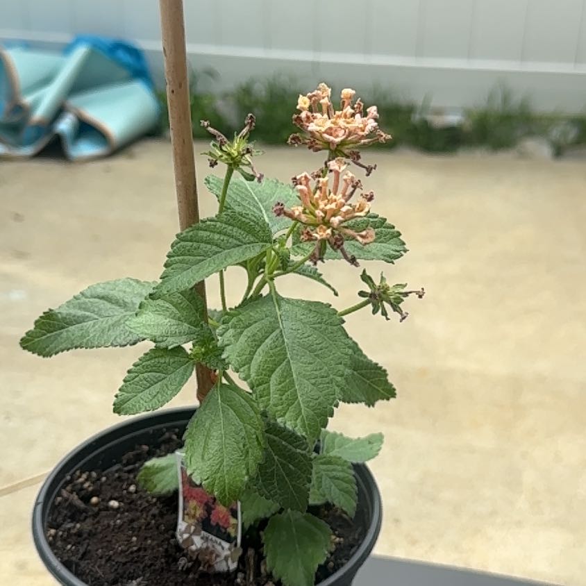 Photo of the plant species Lantana Camara by @NewWildyam92 named Cleopatra on Greg, the plant care app