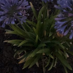 Photo of the plant species Blue Lily by @KeyCatnip72 named Harper on Greg, the plant care app