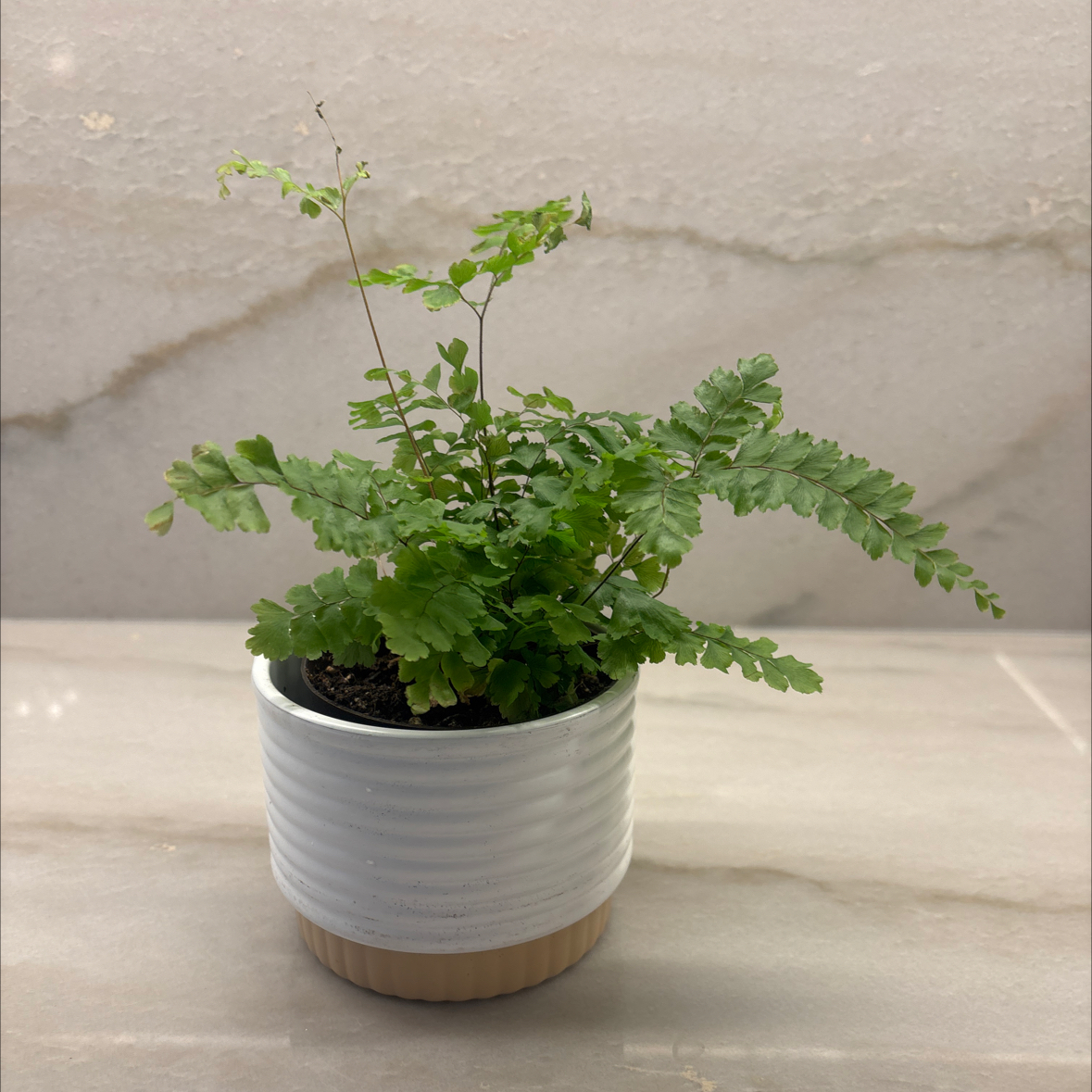 Photo of the plant species Bronze Venus Fern by @KindBulrush30 named Stella on Greg, the plant care app