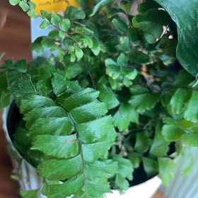 Photo of the plant species Cunningham's Maidenhair Fern by @ExecLithop14 named Madonna on Greg, the plant care app