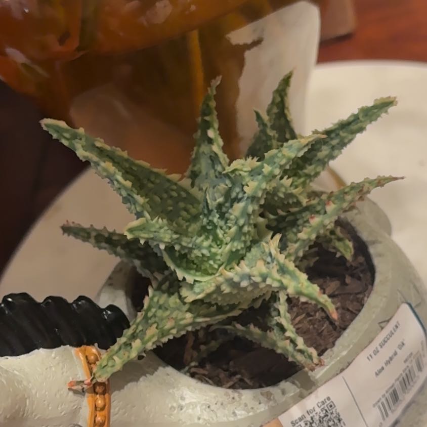 Photo of the plant species Aloe Hybrid by @RealZzplant99 named Baesil on Greg, the plant care app
