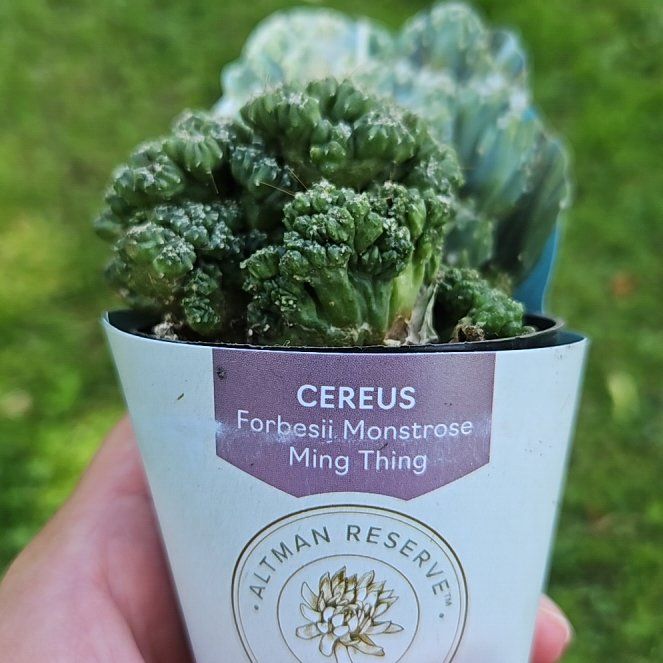 Photo of the plant species Ming Thing Cactus by @StarryRockfig48 named Broc on Greg, the plant care app