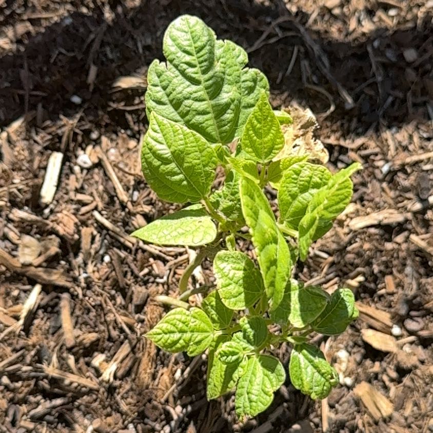 Photo of the plant species Carolina Allspice by @WiredMoss85 named Navajo on Greg, the plant care app