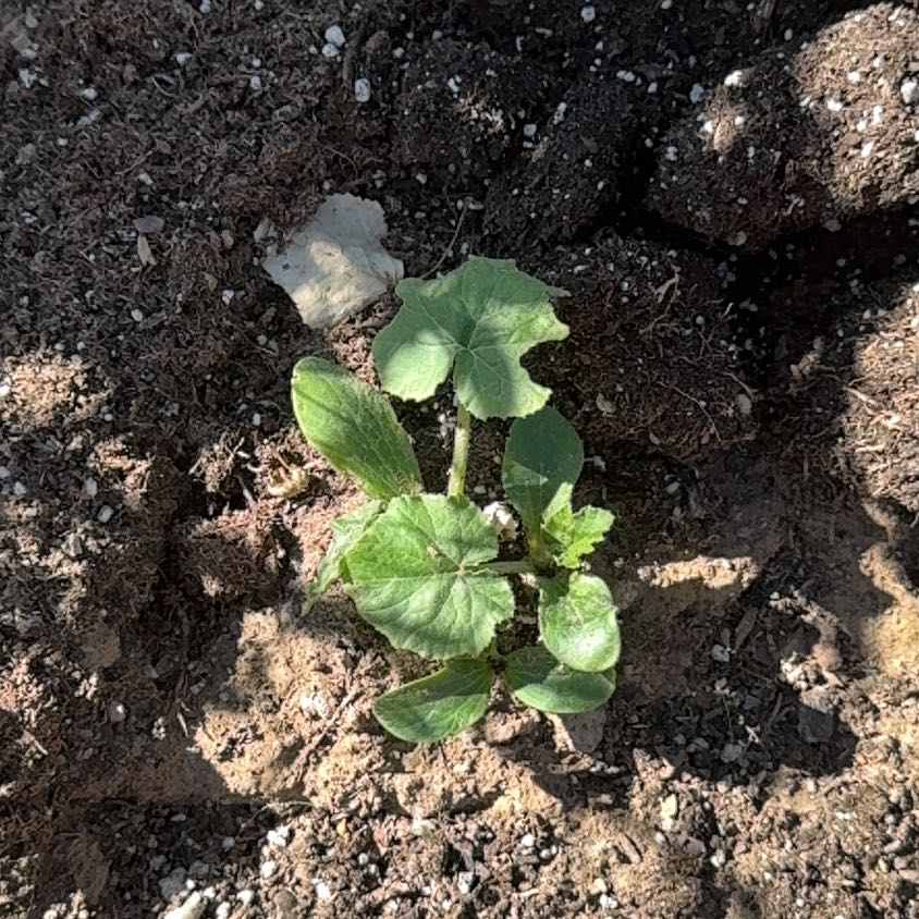 Photo of the plant species Ficaria verna by @WiredMoss85 named Daphne on Greg, the plant care app