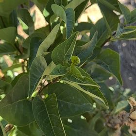 Photo of the plant species Lilac by @WiredMoss85 named Scarlett on Greg, the plant care app