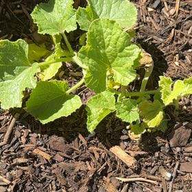 Photo of the plant species Melon by @WiredMoss85 named Beyonce on Greg, the plant care app