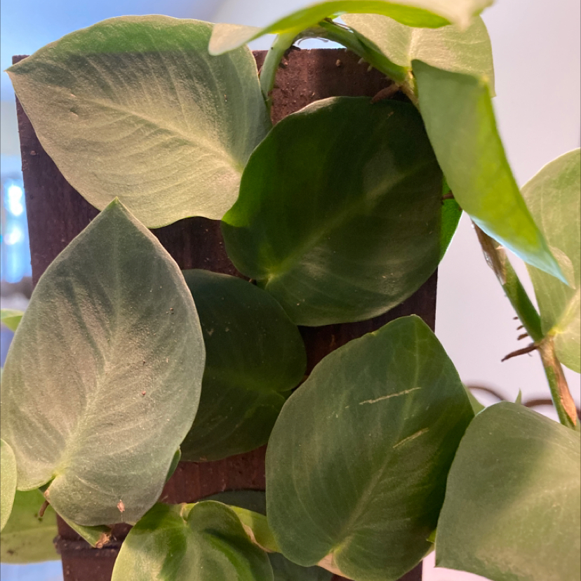 Rhaphidophora hayi plant with healthy green leaves attached to a vertical support.