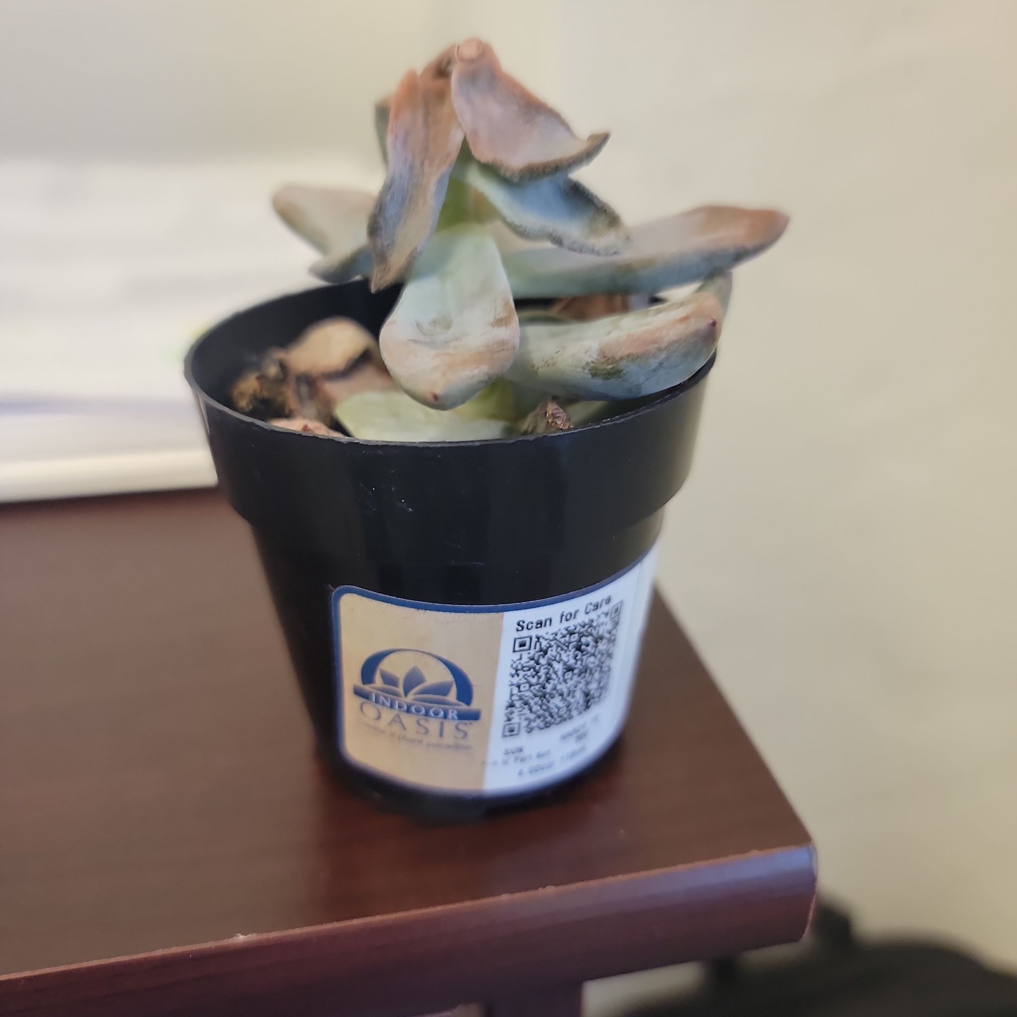 Photo of the plant species Pachyveria by @DurableFantasy3 named Spike Leaves on Greg, the plant care app