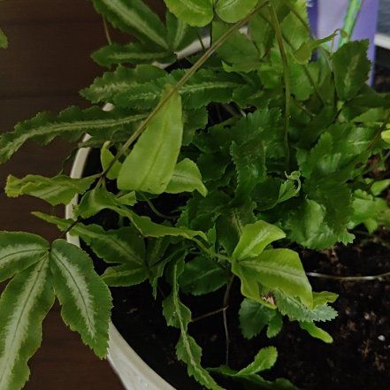 Photo of the plant species Cretan Brake by @AdroitlyNeem15 named Treeyoncé on Greg, the plant care app