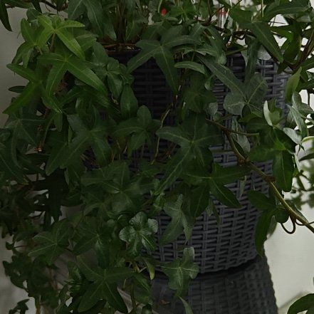 Photo of the plant species Asterisk Ivy by @AdroitlyNeem15 named Lavender on Greg, the plant care app