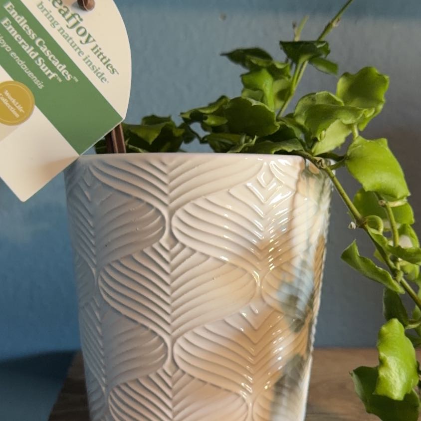 Photo of the plant species Hoya endauensis by @AlertFeijoa39 named Curie on Greg, the plant care app