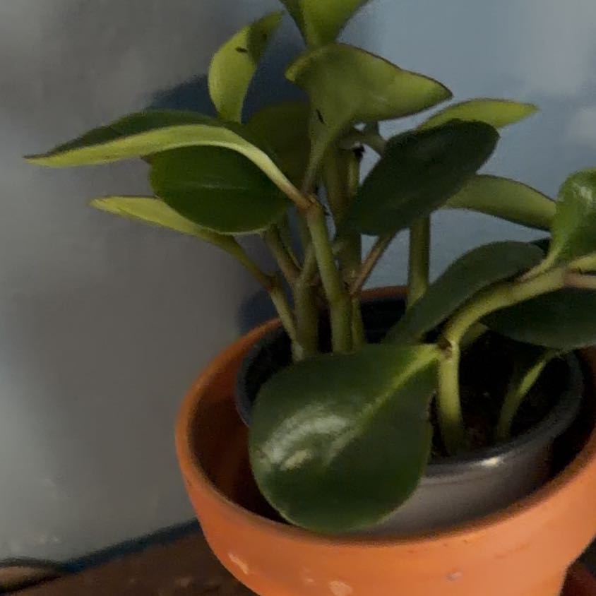 Photo of the plant species Thyme-Leafed Gratiola by @AlertFeijoa39 named Anne on Greg, the plant care app