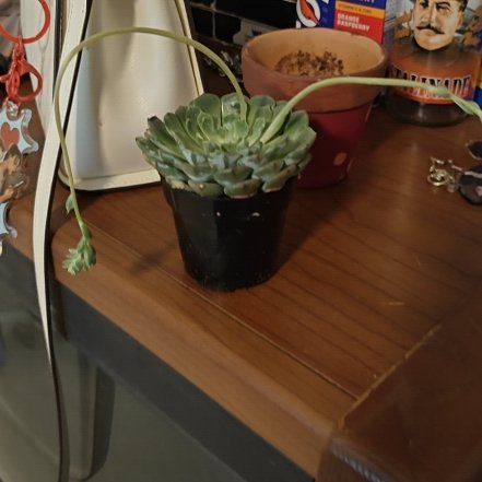 Photo of the plant species Echeveria 'Happy™' by @SportCactus81 named Stuart on Greg, the plant care app