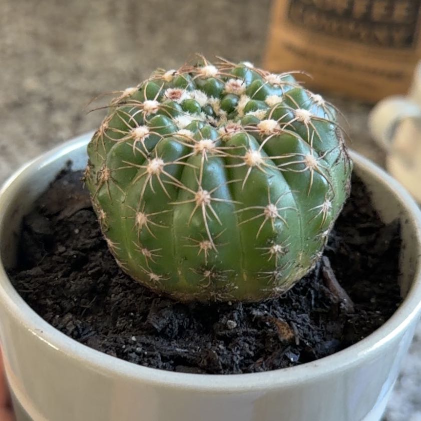 Photo of the plant species Miniature Barrel Cactus by @CleanGrumichama named Aria on Greg, the plant care app