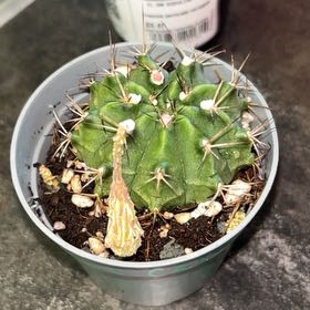 Photo of the plant species Gymnocalycium gibbosum by @SupremeTutsan45 named ChloroPhil on Greg, the plant care app