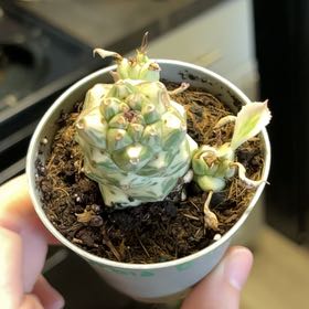 Photo of the plant species Euphorbia ritchiei by @SupremeTutsan45 named Xena on Greg, the plant care app