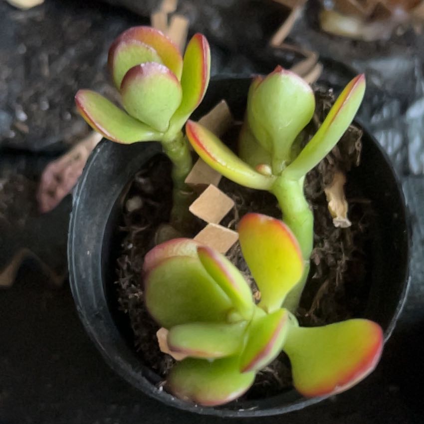 Photo of the plant species Tree Stonecrop by @BestCowpea52 named Fernie Mercury on Greg, the plant care app