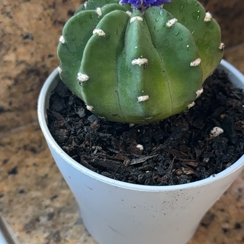 Photo of the plant species Peyote by @LitheChives28 named Kesha on Greg, the plant care app