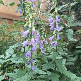 Photo of the plant species Rampion Bellflower by @PetBetel20 named Willow on Greg, the plant care app