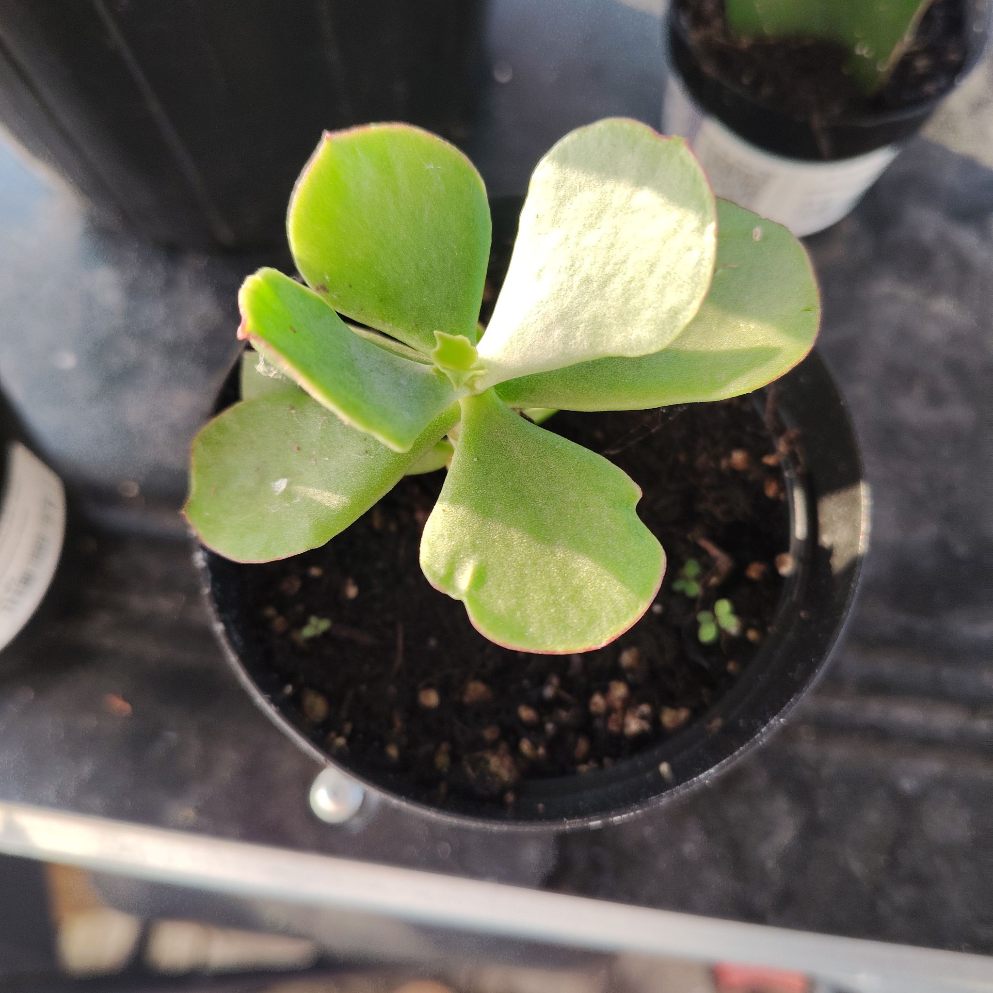 Photo of the plant species Mint Truffles by @BoldLlavea13 named Curie on Greg, the plant care app
