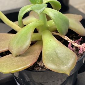 Photo of the plant species Echeveria 'Mont Blanc' by @NimbleHoya58 named Doja Cat on Greg, the plant care app