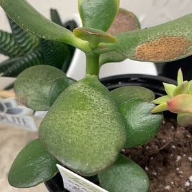 Photo of the plant species Variegated Jade by @NimbleHoya58 named Drake on Greg, the plant care app