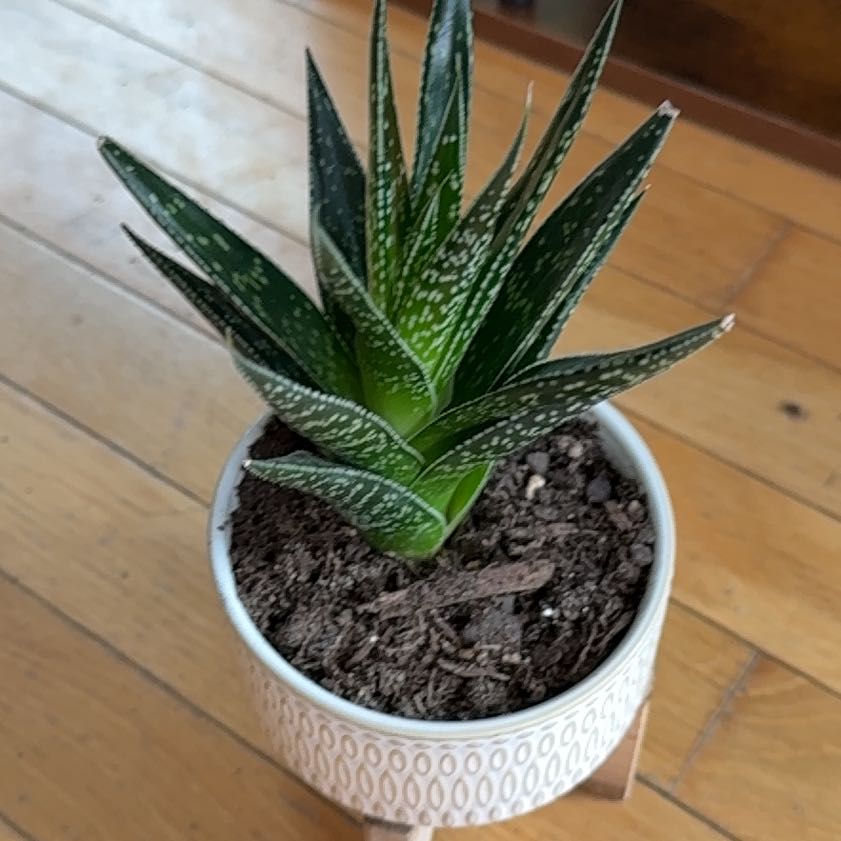 Photo of the plant species Gasteraloe 'Flow' by @cassmkayy named Drake on Greg, the plant care app