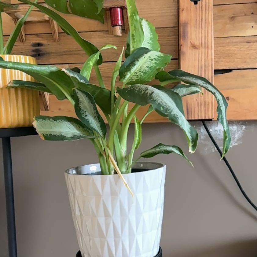 Photo of the plant species Dumb Cane by @cassmkayy named Beyonce on Greg, the plant care app