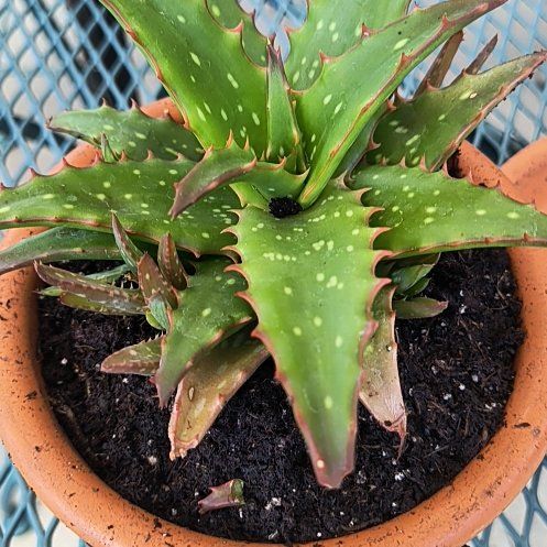 Photo of the plant species Aloe Night Sky by @JazzyLilac28 named Sekhmet on Greg, the plant care app