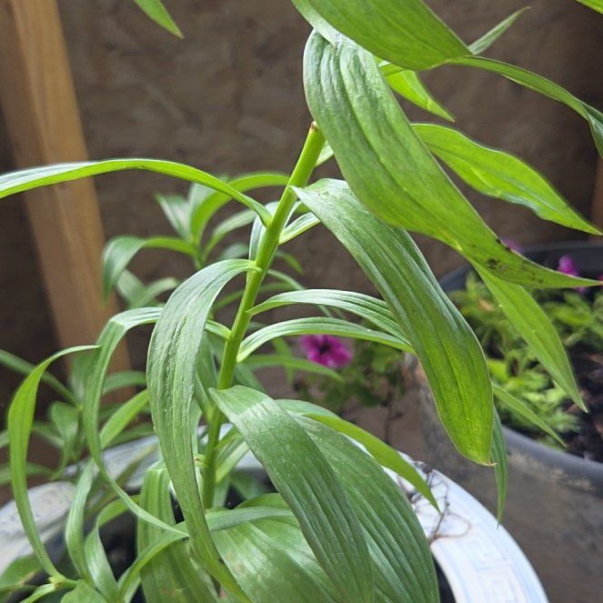 Photo of the plant species Easter Lily by @BigLantana2 named Leaf Erickson on Greg, the plant care app