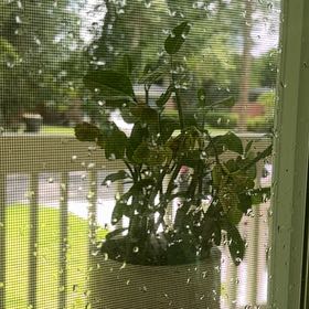 Photo of the plant species Pedilanthus bracteatus by @WarmOleander17 named Leonardo on Greg, the plant care app