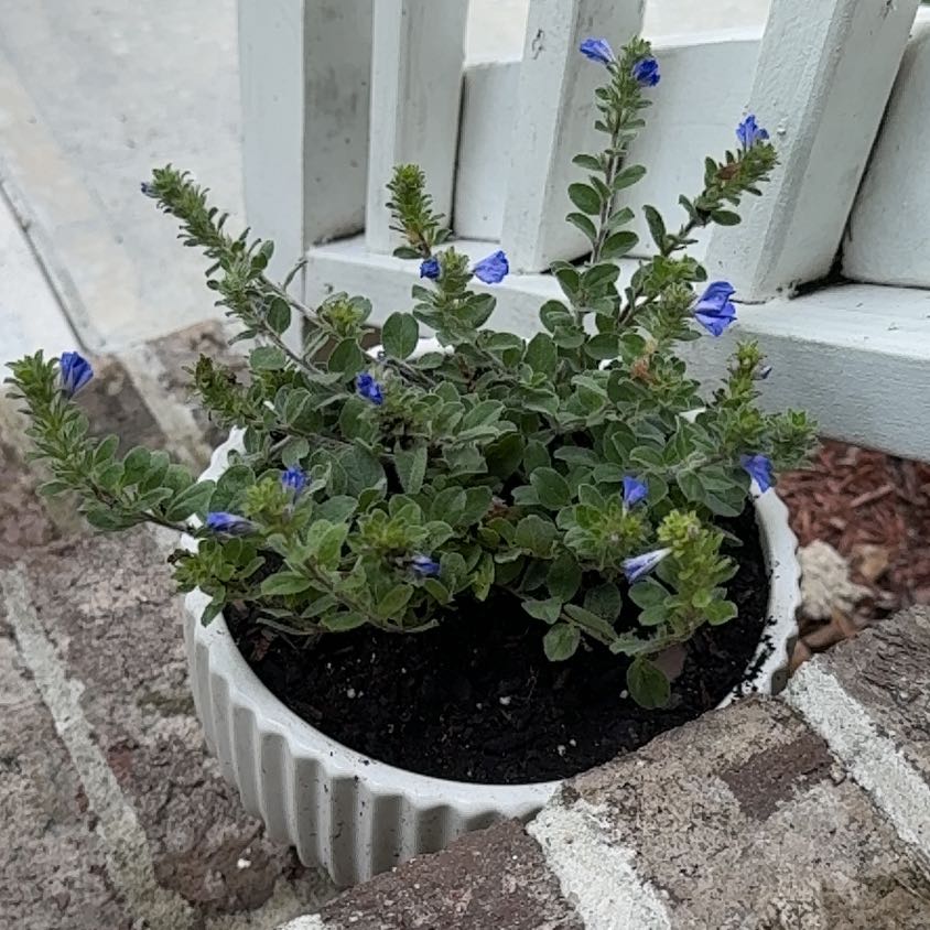 Photo of the plant species Beach Bum Blue by @WarmOleander17 named Harry on Greg, the plant care app