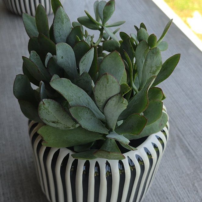 Photo of the plant species Crassula Arborescens by @LavishChaya78 named Elina on Greg, the plant care app