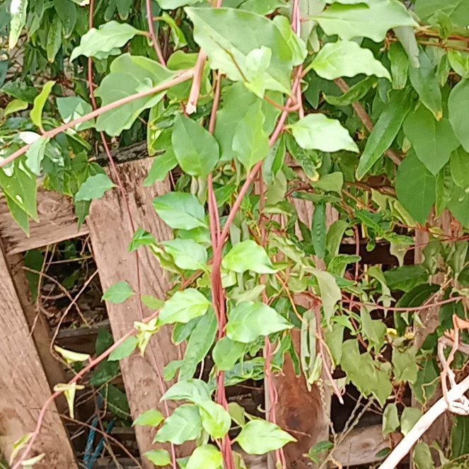 Photo of the plant species Madeira Vine by @FitPigsears17 named Ronaldo on Greg, the plant care app