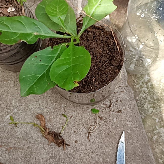 Photo of the plant species Madeira Vine by @FitPigsears17 named Miley on Greg, the plant care app