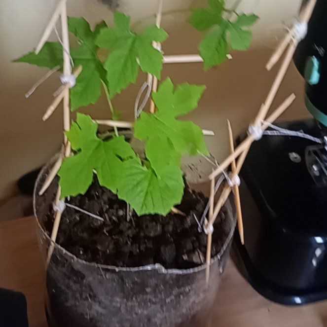 Photo of the plant species Bitter Apple by @FitPigsears17 named Mochi on Greg, the plant care app