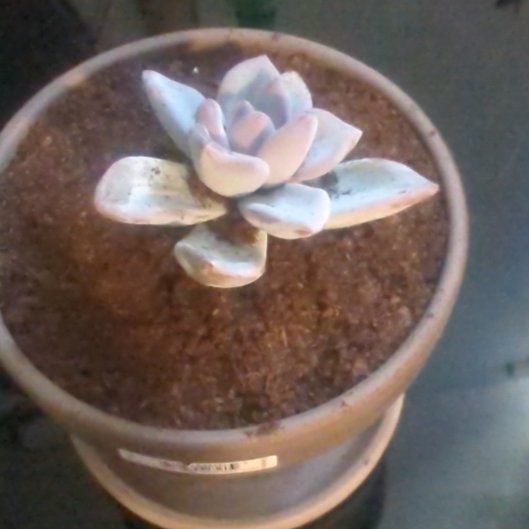 Photo of the plant species Pachyveria 'Powder Puff' by @PrizeShadbush87 named Khaleesi on Greg, the plant care app